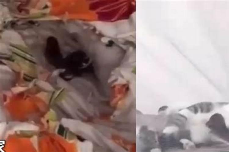 被窝里面有老鼠什么意思