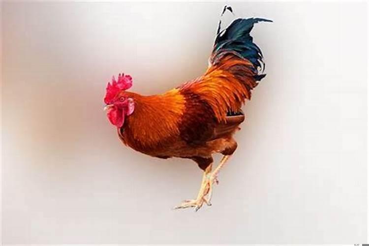 两个人都是属鸡的婚姻怎样