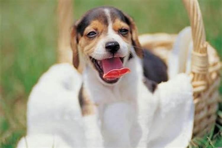 属狗和狗相配吗婚姻