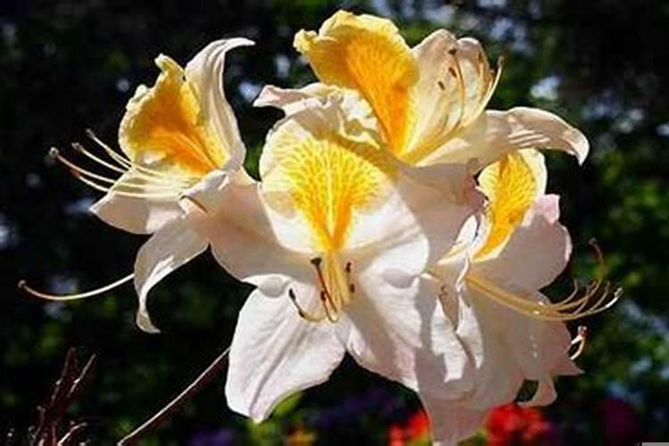 金牛座今日运势偏财运