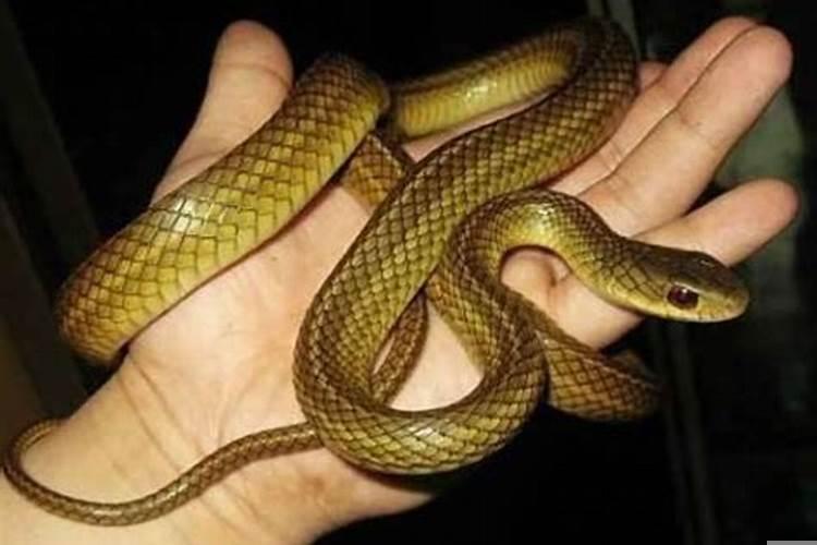 做梦梦见蛇咬人什么意思