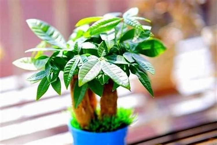 家里养什么花旺财健康呢