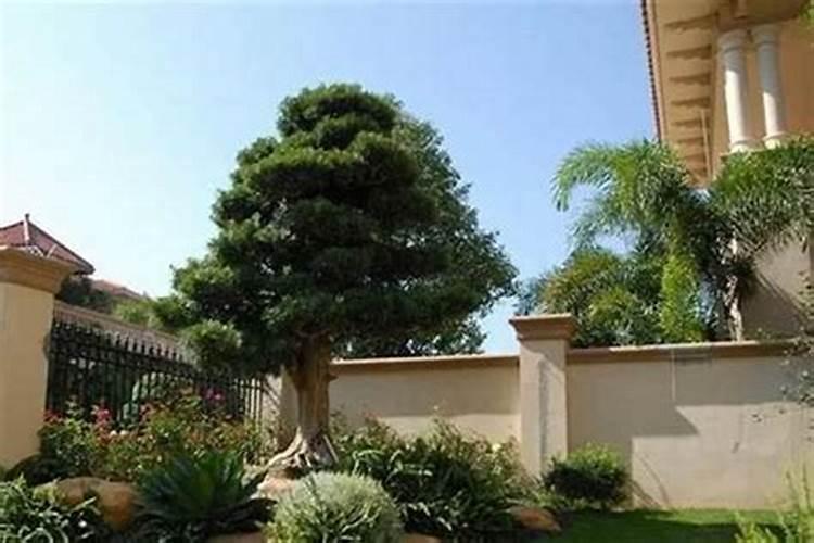 房屋后面栽什么树旺财