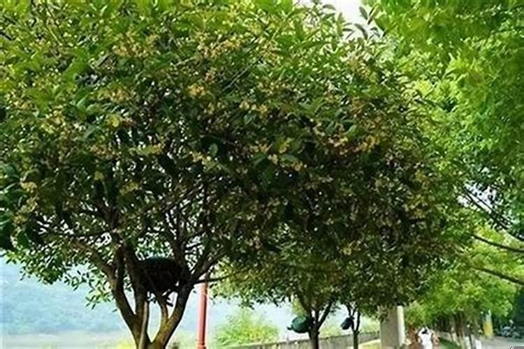 四季桂种院子里风水好不好