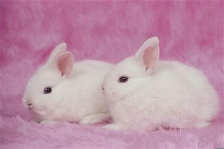 为什么说属兔的人命苦