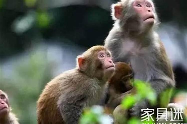 属猴2022高考好考