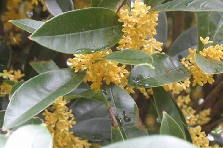 四季桂种院子里风水好不好