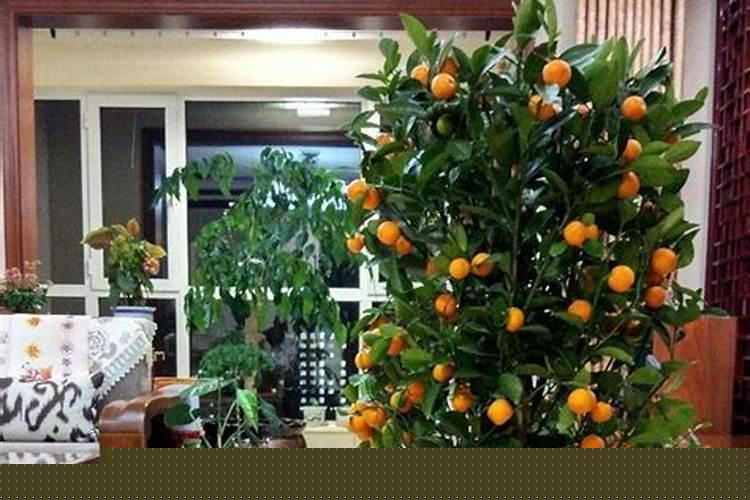 庭院里种什么树风水好又旺财