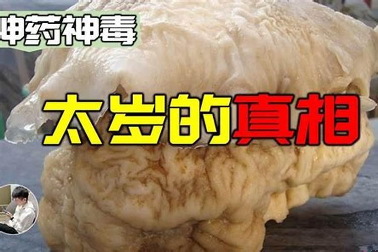 四季桂种院子里风水好不好