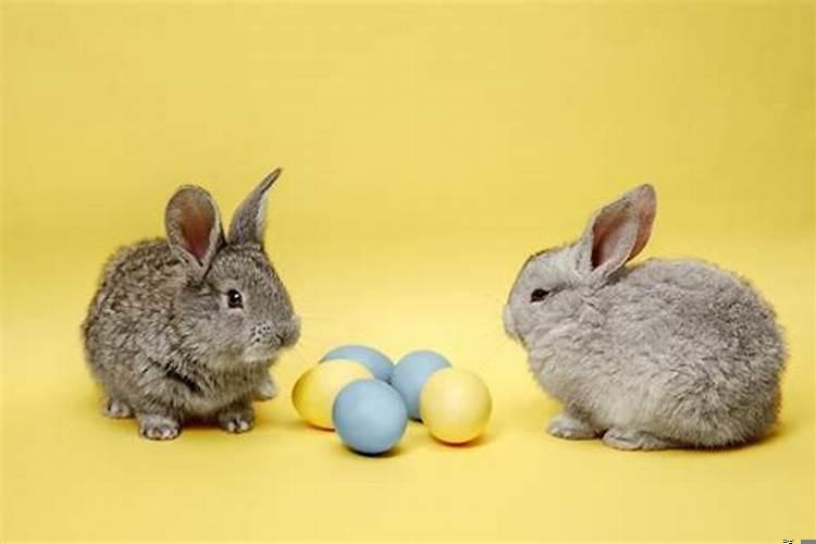 属兔的人今年感情怎么样