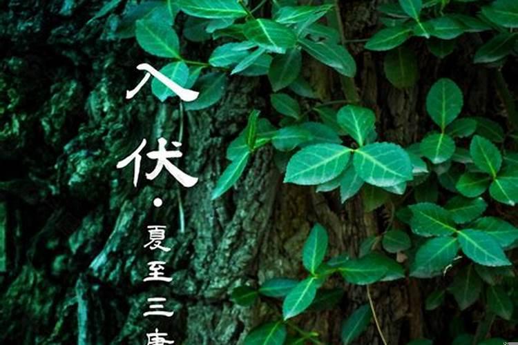 夏至三庚属头伏