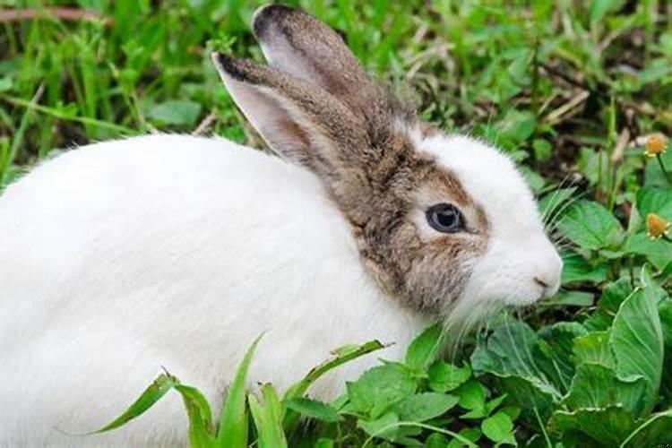 87年属兔何时转运