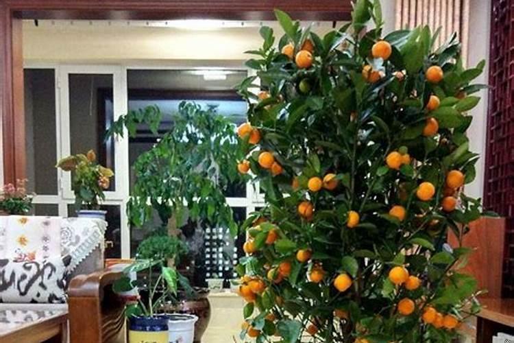 房屋后面栽什么树旺财