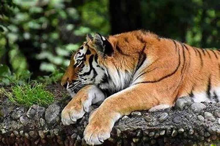 老公属虎老婆属兔适合居住哪个楼层