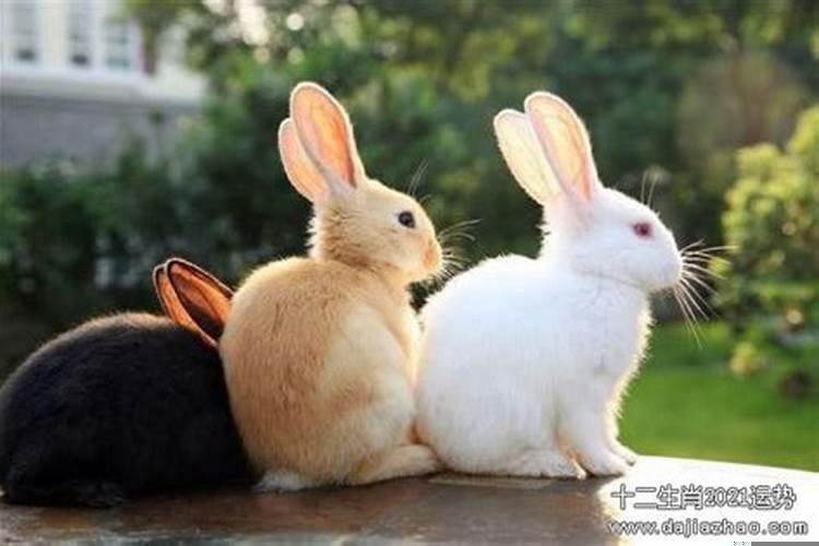 87年属兔2022年财运