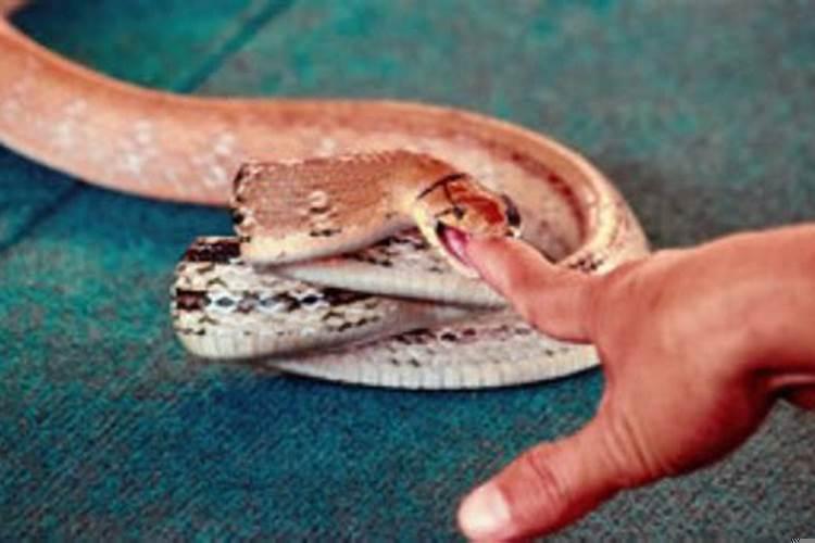 做梦梦见蛇咬人什么意思