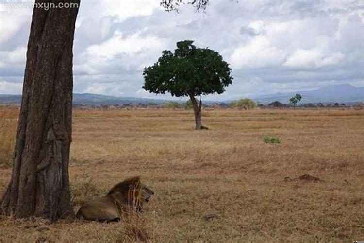 梦见狮子咬我的手