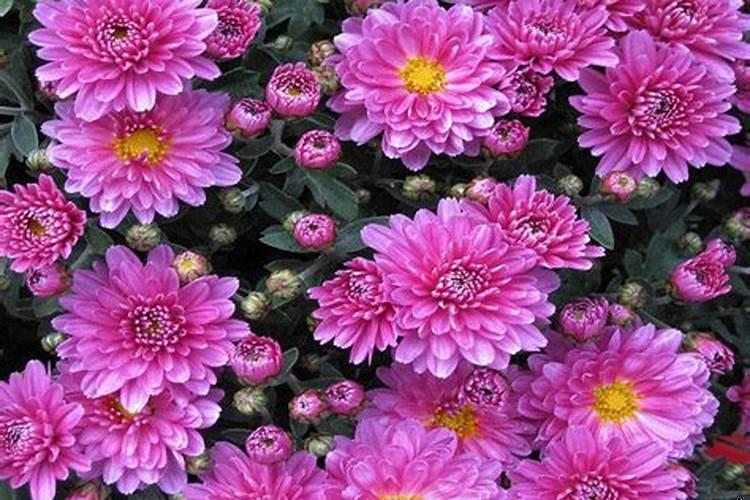 属鸡的42岁好不好