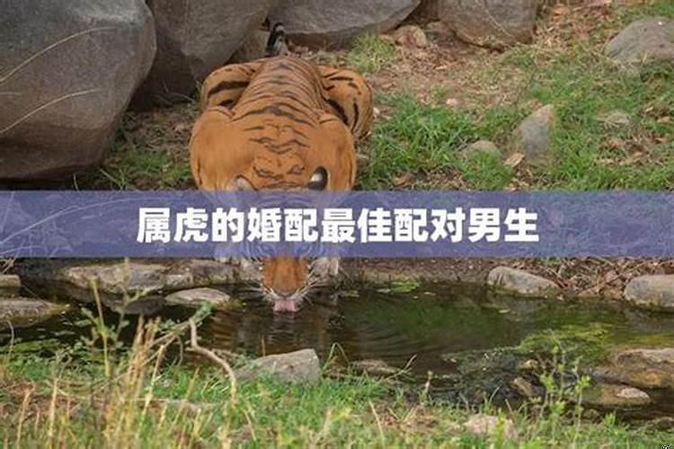 属虎水瓶男性格与婚姻