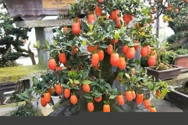 家里养什么花旺财健康呢