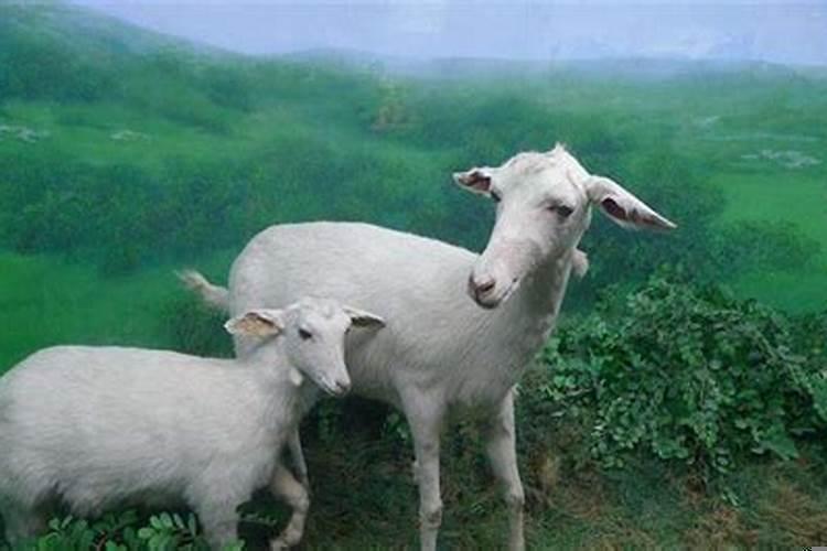 羊和猴的属相适合结婚吗?