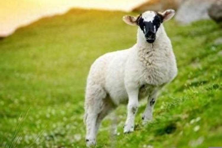 男的大林木命女的路旁土命结婚好吗