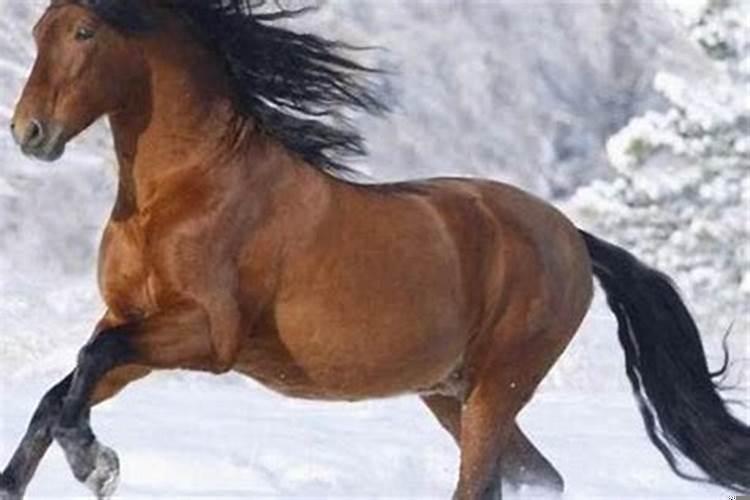 属马哪日出生是上等之命