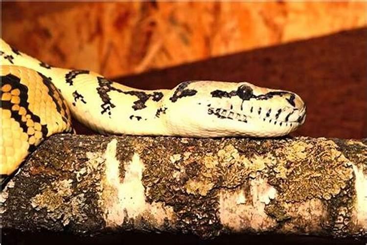 做梦梦到蛇咬我的脚是什么意思