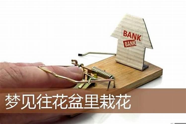 女人梦到自己往盆里栽花