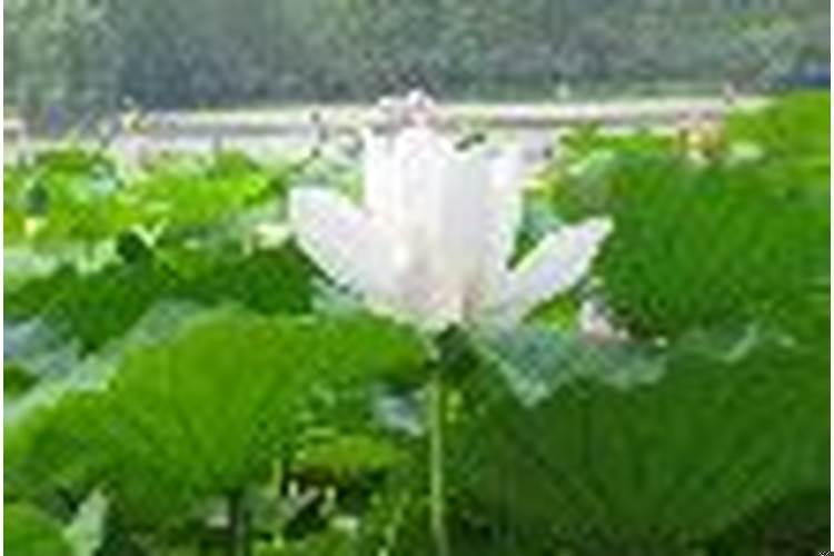 婚姻最坎坷的星座女