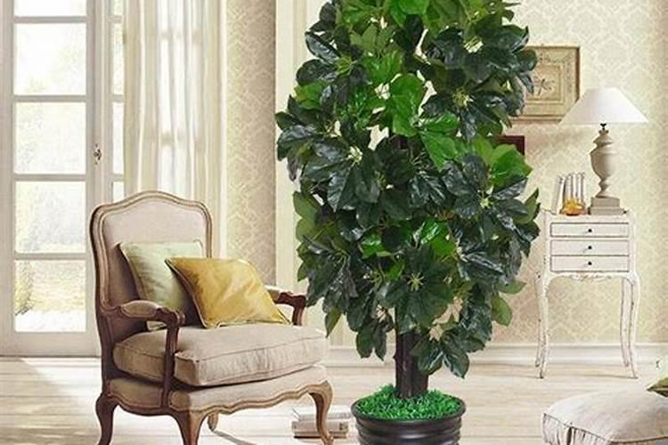 家庭旺财风水树