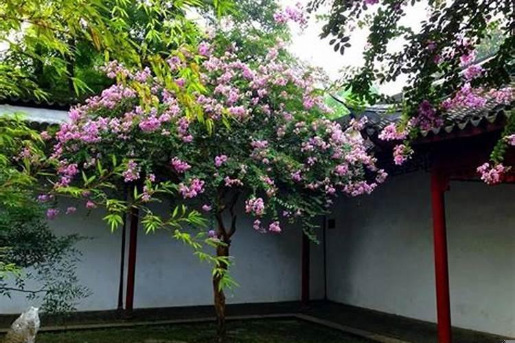 家庭旺财风水树