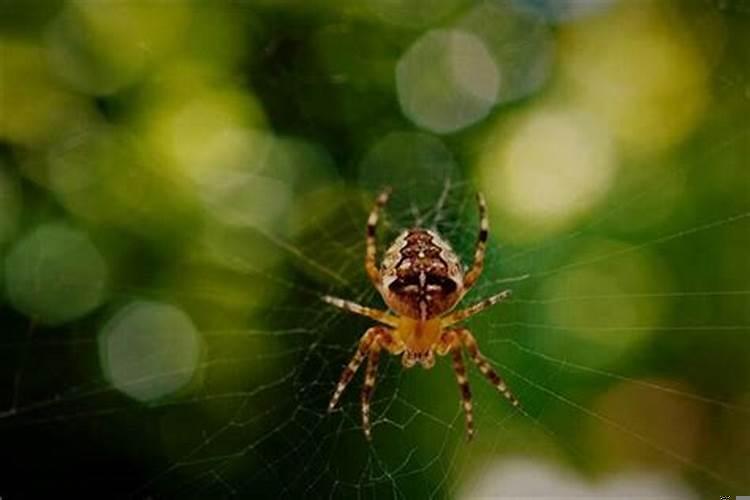 梦到红蜘蛛有什么预兆