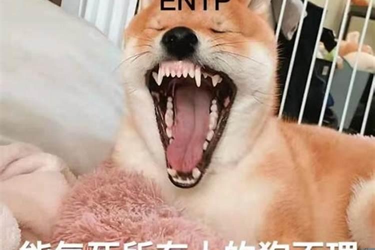 喜欢姐弟恋的星座女