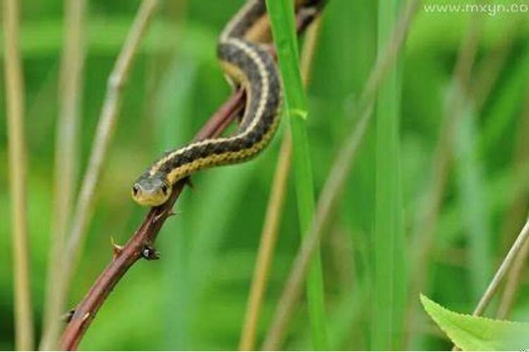 梦见被蛇咬咬到手