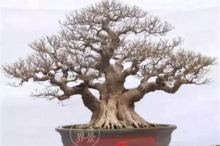 家庭旺财风水树