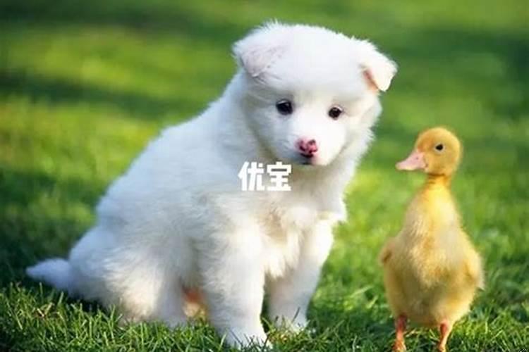 生二胎要不要看属相