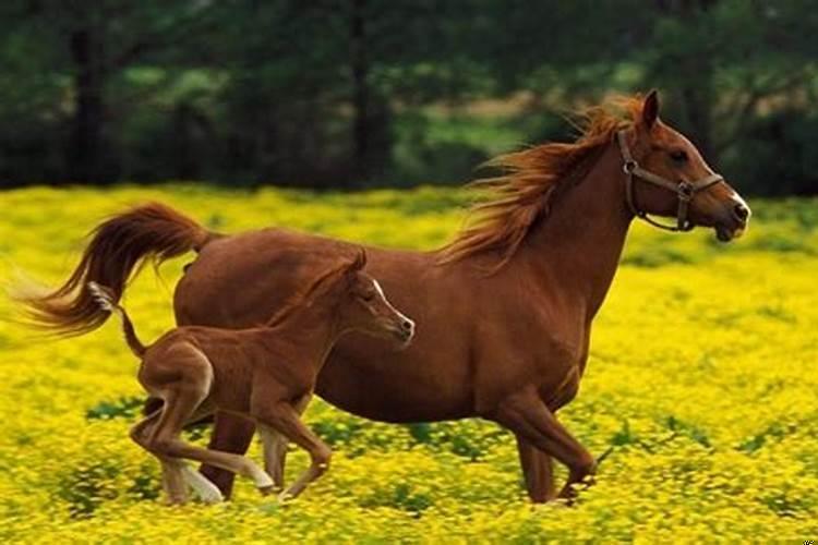 属马哪日出生是上等之命