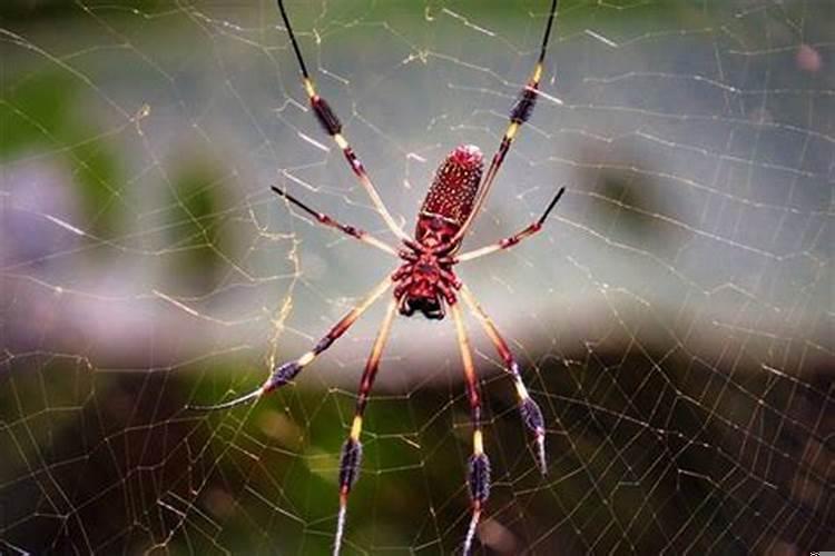 梦到红蜘蛛有什么预兆