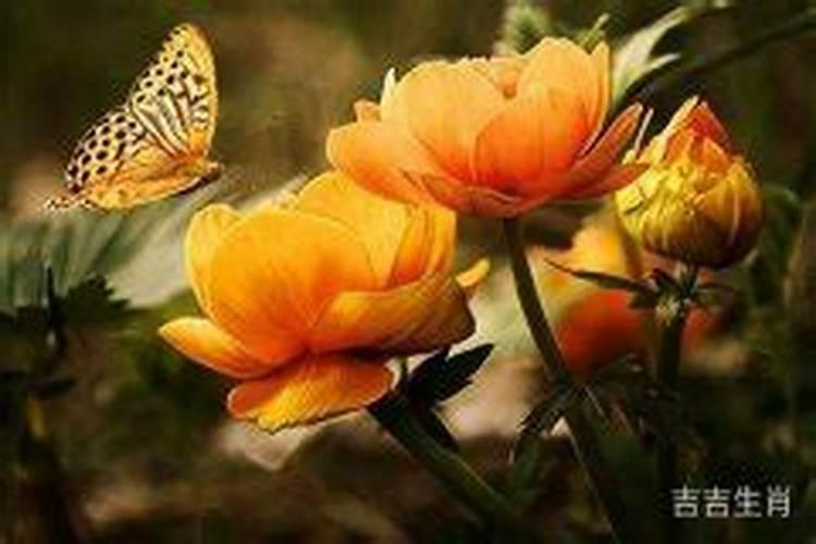 属兔女和属狗男相配吗婚姻好吗