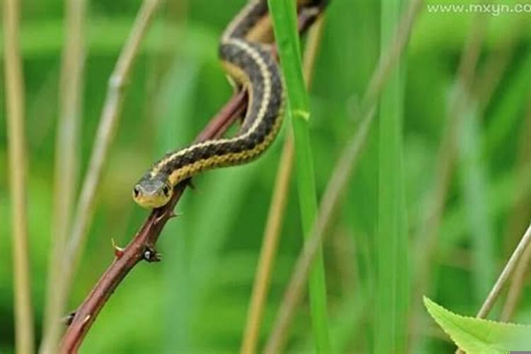 梦见被蛇咬咬到手