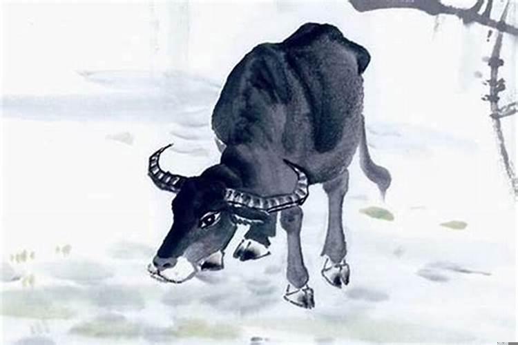 属牛的为什么不能和属虎的在一起