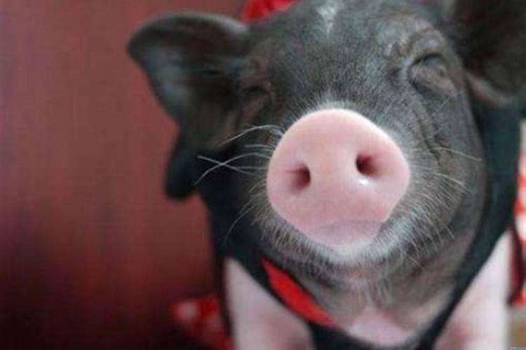 两个都属狗的婚姻好不好