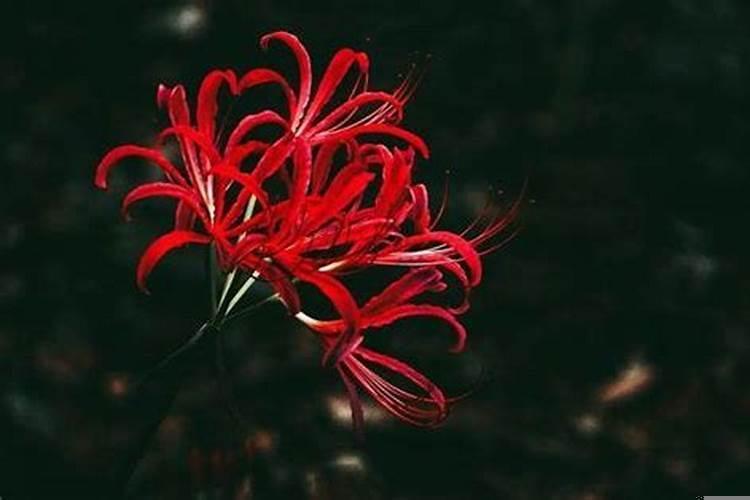 属鸡在兔年结婚好吗