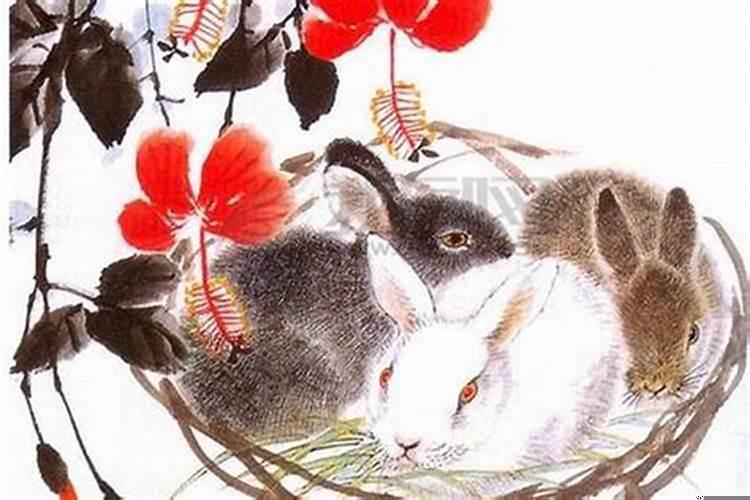 属兔人相克属相