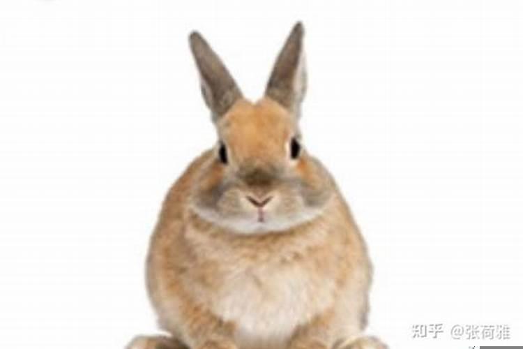 兔子怕什么颜色的光