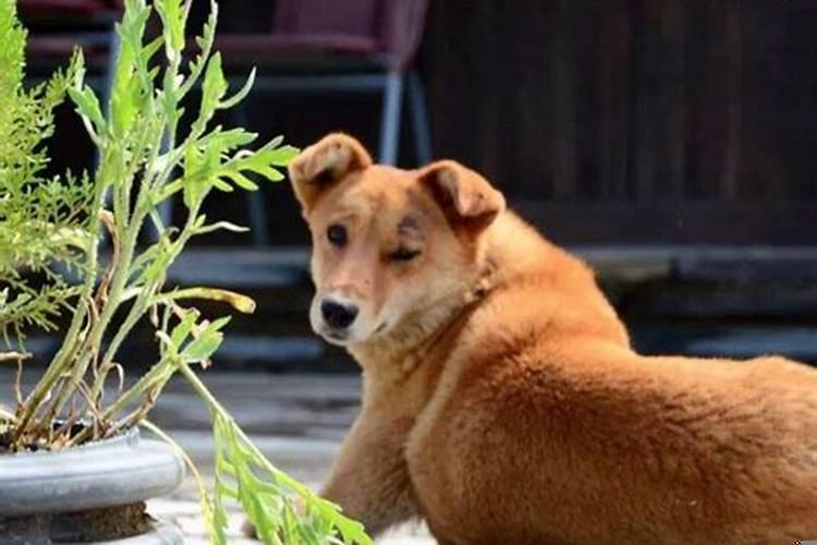 梦到狗咬我的手出血了什么意思