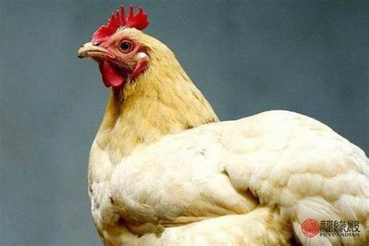 生肖鸡最怕什么生肖