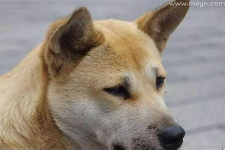 梦到狗咬我的手出血了什么意思