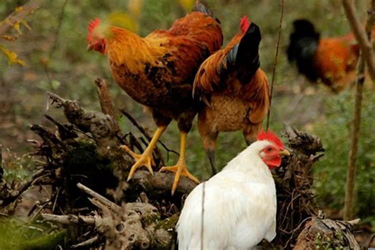 属鸡的是193几年的